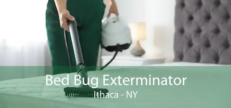 Bed Bug Exterminator Ithaca - NY