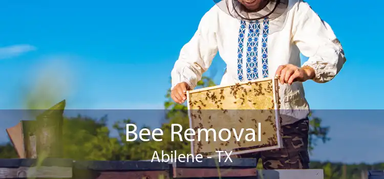 Bee Removal Abilene - TX