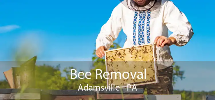 Bee Removal Adamsville - PA