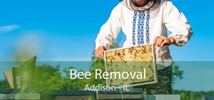 Bee Removal Addison - IL