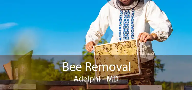 Bee Removal Adelphi - MD