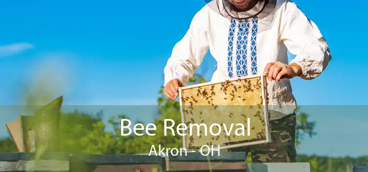 Bee Removal Akron - OH