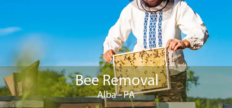 Bee Removal Alba - PA