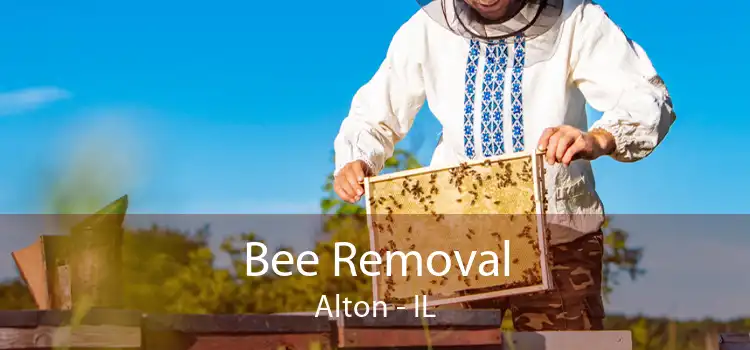 Bee Removal Alton - IL