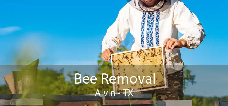 Bee Removal Alvin - TX