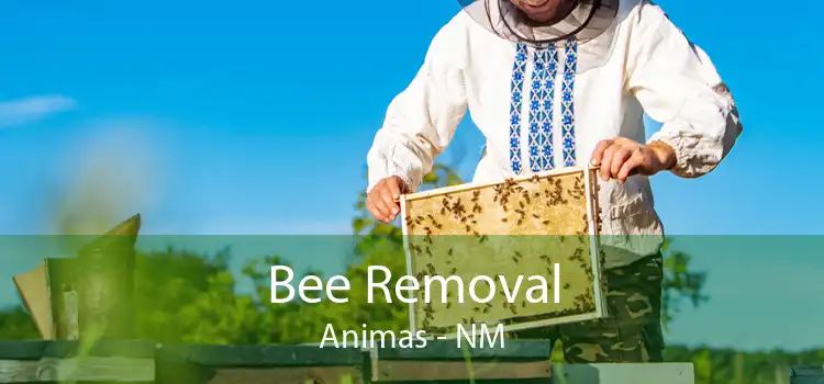 Bee Removal Animas - NM