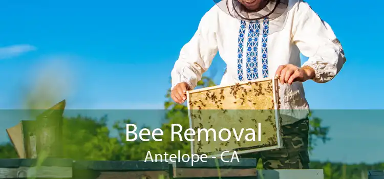 Bee Removal Antelope - CA