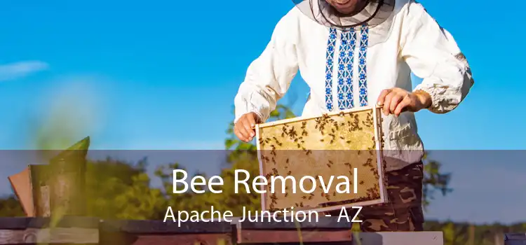 Bee Removal Apache Junction - AZ