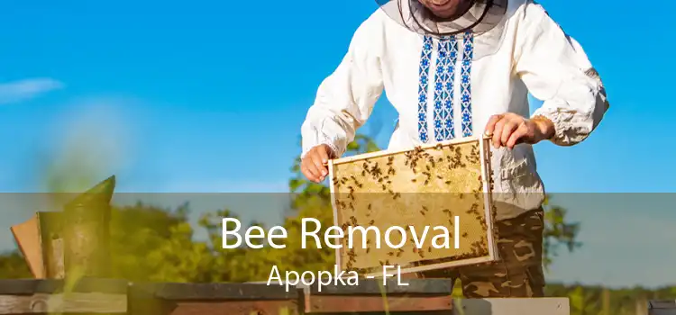 Bee Removal Apopka - FL