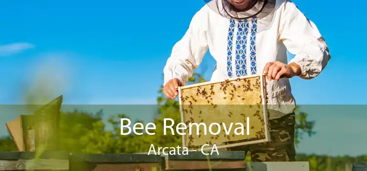 Bee Removal Arcata - CA