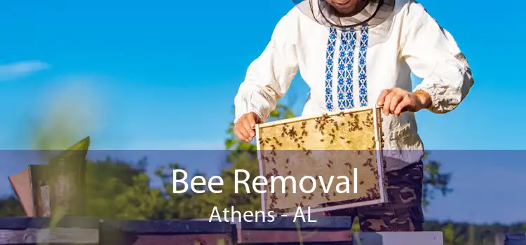 Bee Removal Athens - AL