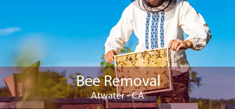 Bee Removal Atwater - CA