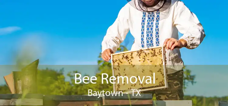 Bee Removal Baytown - TX