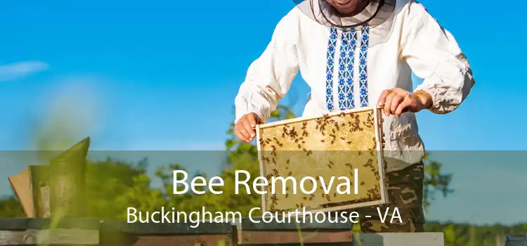 Bee Removal Buckingham Courthouse - VA