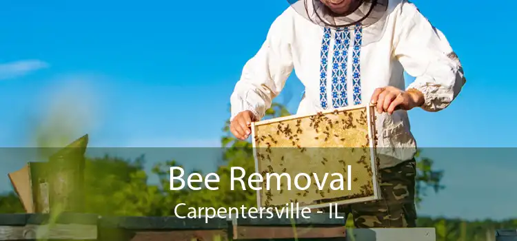 Bee Removal Carpentersville - IL