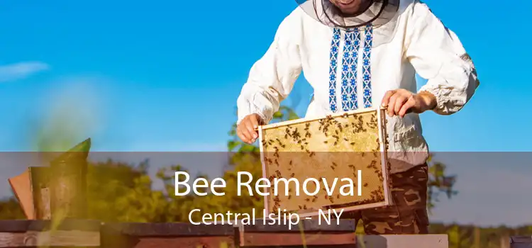 Bee Removal Central Islip - NY