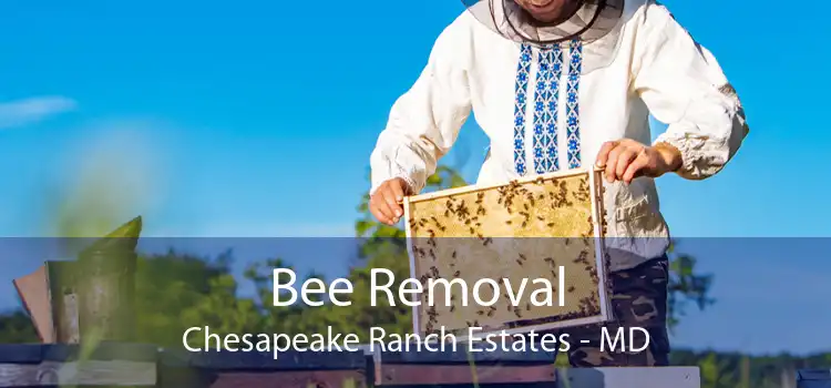 Bee Removal Chesapeake Ranch Estates - MD