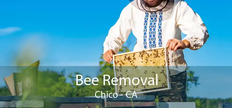 Bee Removal Chico - CA