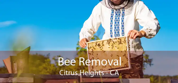 Bee Removal Citrus Heights - CA