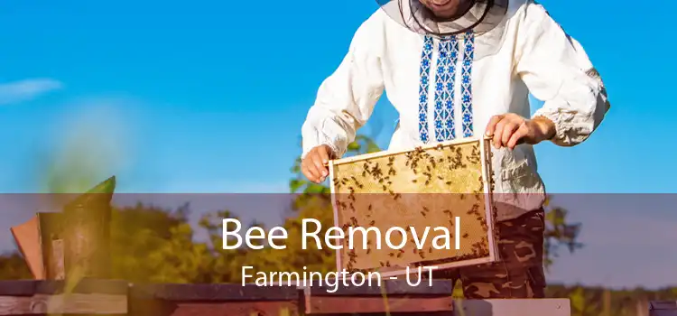 Bee Removal Farmington - UT