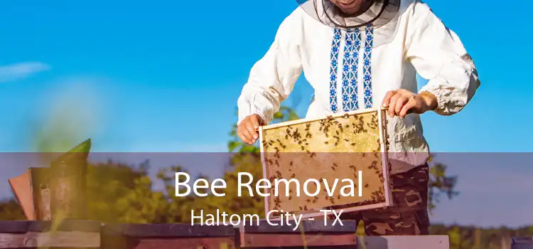 Bee Removal Haltom City - TX