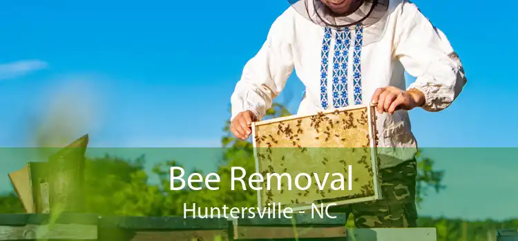 Bee Removal Huntersville - NC