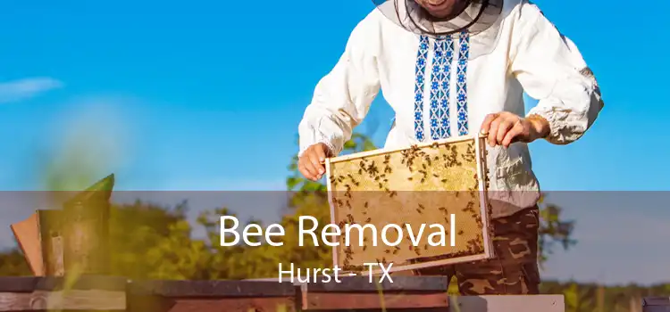 Bee Removal Hurst - TX