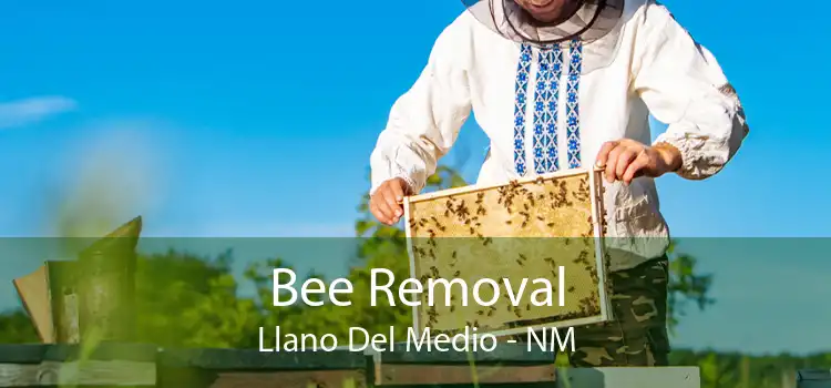 Bee Removal Llano Del Medio - NM