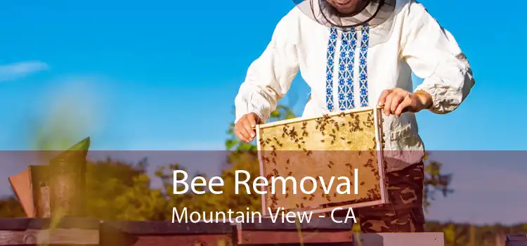 Bee Removal Mountain View - CA