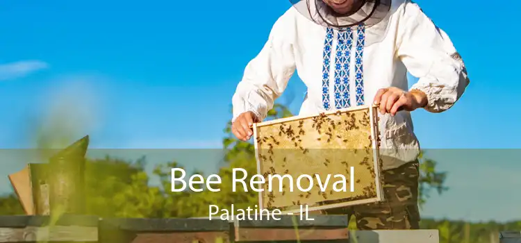 Bee Removal Palatine - IL