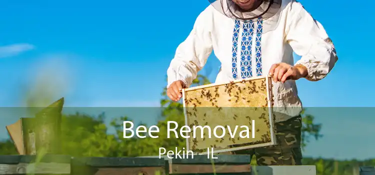 Bee Removal Pekin - IL