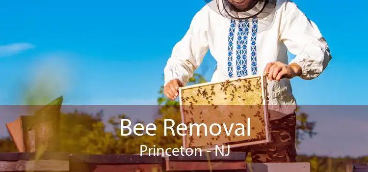 Bee Removal Princeton - NJ