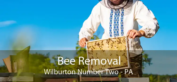 Bee Removal Wilburton Number Two - PA