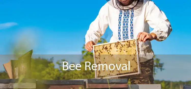 Bee Removal 