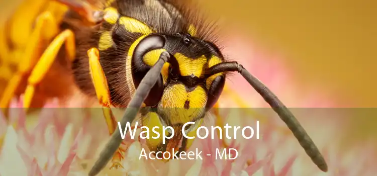 Wasp Control Accokeek - MD