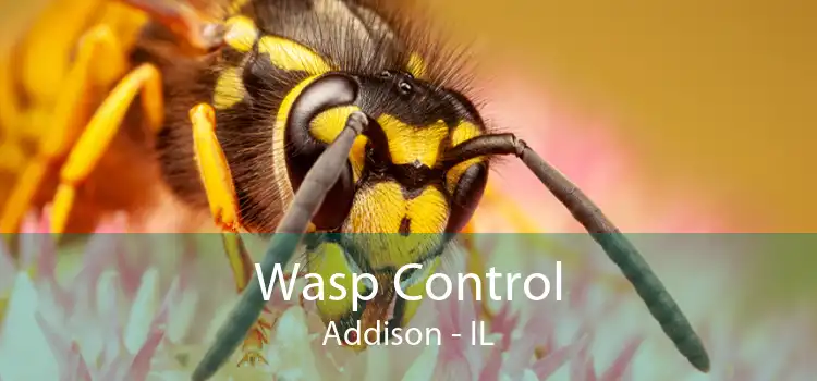 Wasp Control Addison - IL