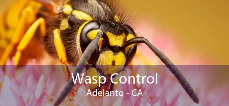 Wasp Control Adelanto - CA