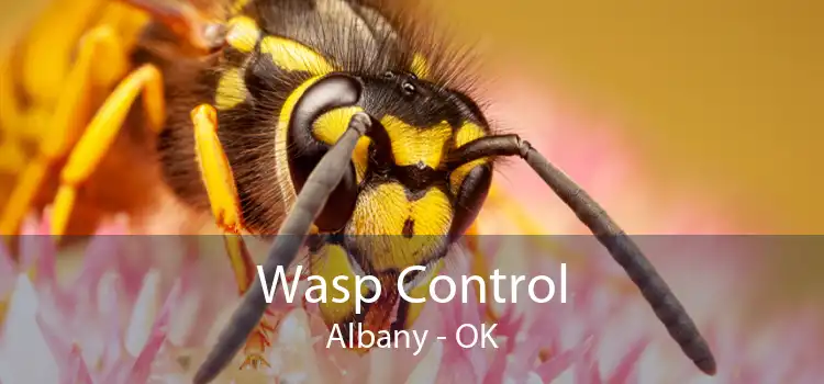 Wasp Control Albany - OK