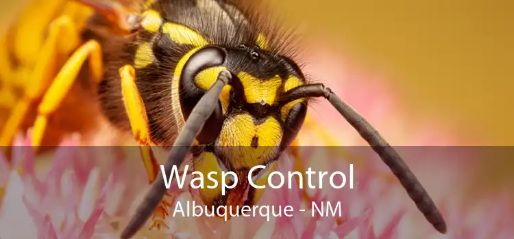 Wasp Control Albuquerque - NM