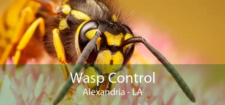 Wasp Control Alexandria - LA