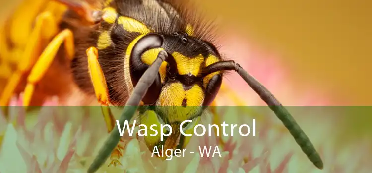 Wasp Control Alger - WA