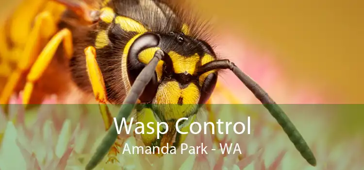 Wasp Control Amanda Park - WA