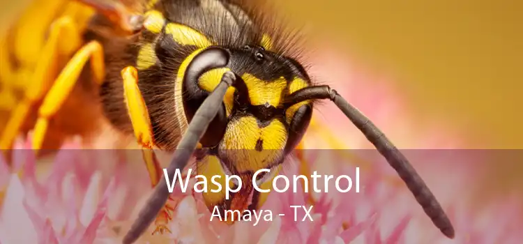 Wasp Control Amaya - TX