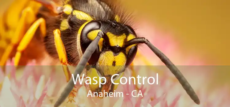 Wasp Control Anaheim - CA