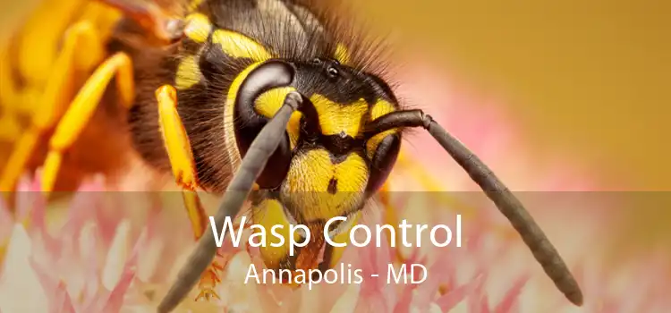 Wasp Control Annapolis - MD