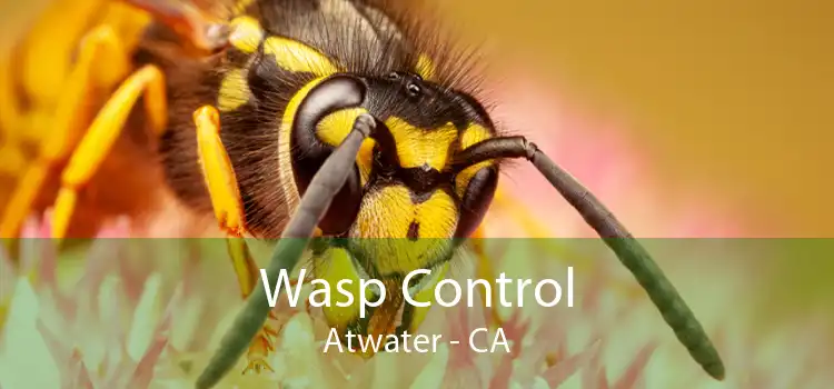 Wasp Control Atwater - CA