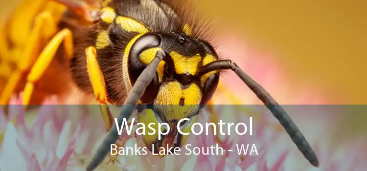 Wasp Control Banks Lake South - WA