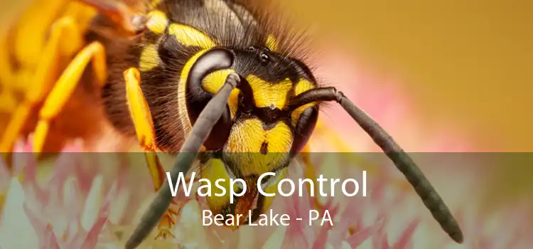 Wasp Control Bear Lake - PA