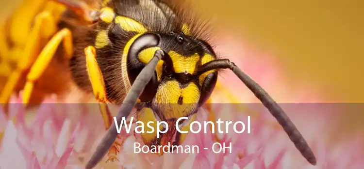 Wasp Control Boardman - OH