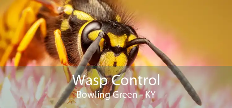 Wasp Control Bowling Green - KY